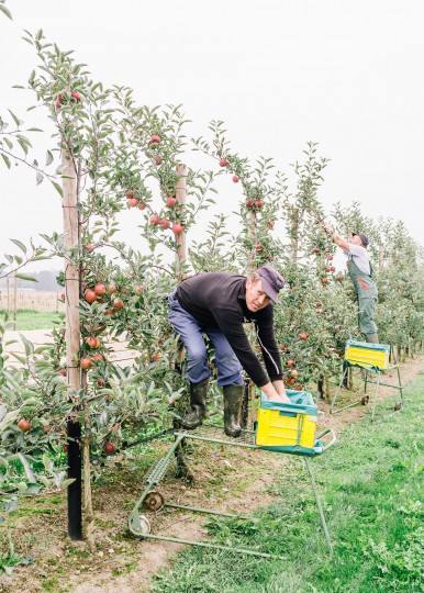 Apfelernte im Münsterland